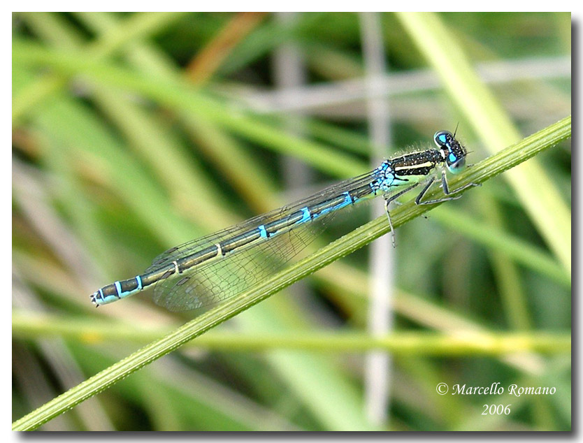 Due Zigotteri fotografati a Segesta (TP)